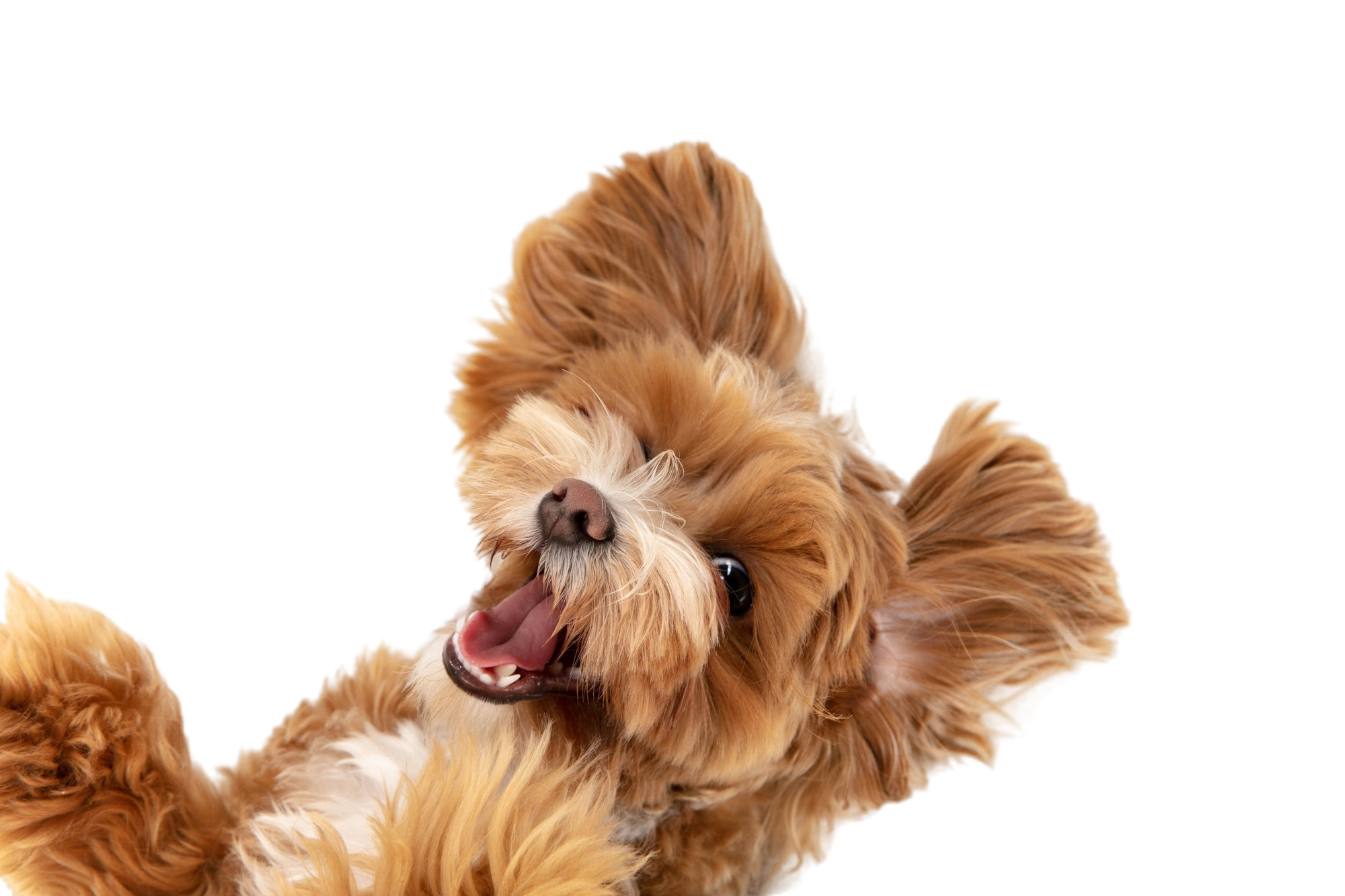 logo image
