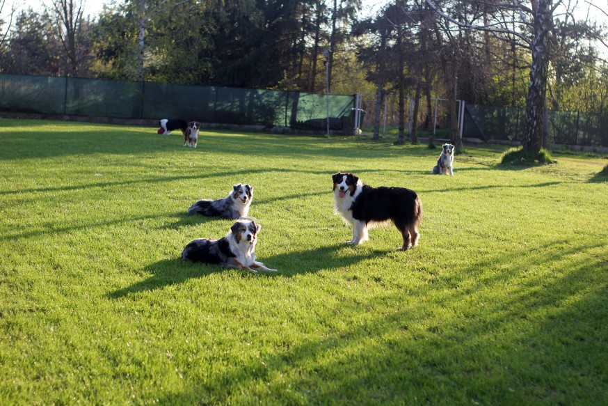 dog image